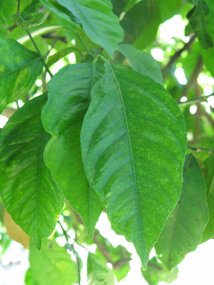            Unifoliolate leaf of  Citrus      limon            (Lisbon, Winter Haven, FL)   